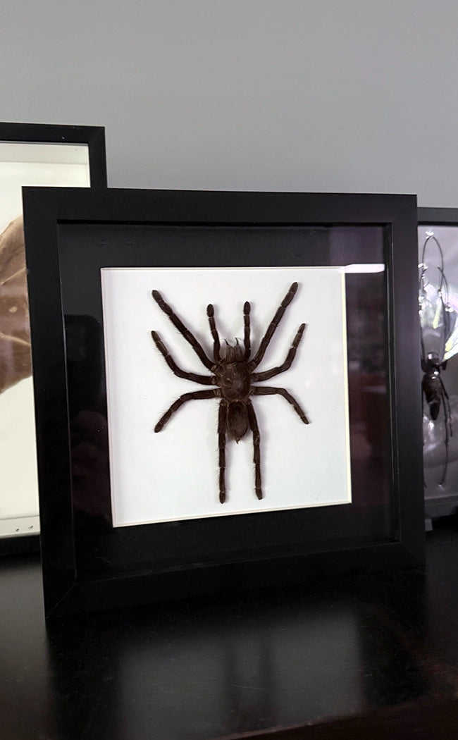 Tarantula In Shadow Box Frame