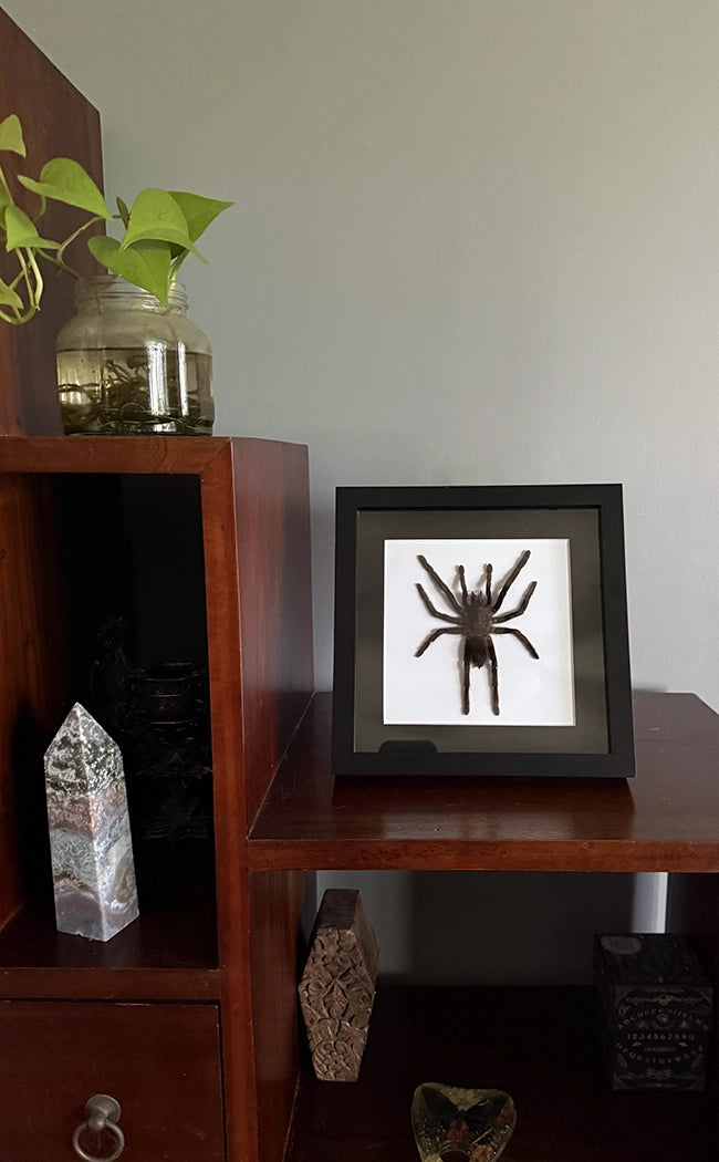 Tarantula In Shadow Box Frame