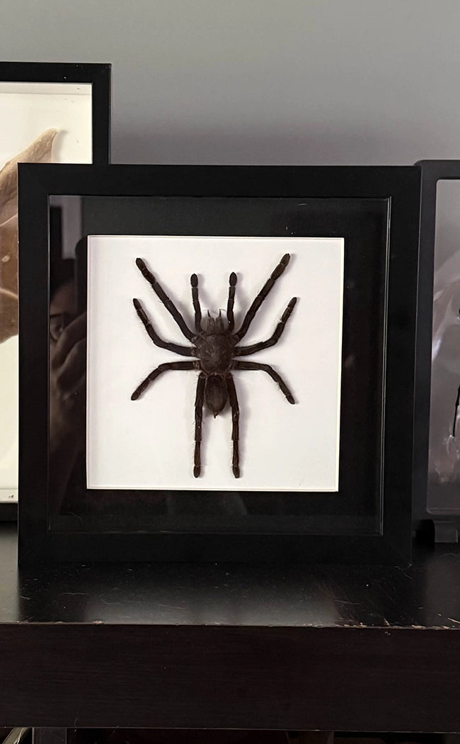 Tarantula In Shadow Box Frame