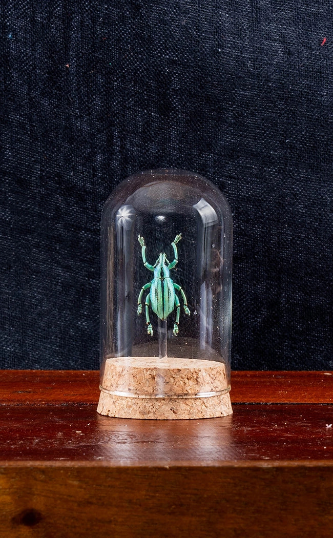 Taxidermy Colourful Weevil Beetle in Glass Dome