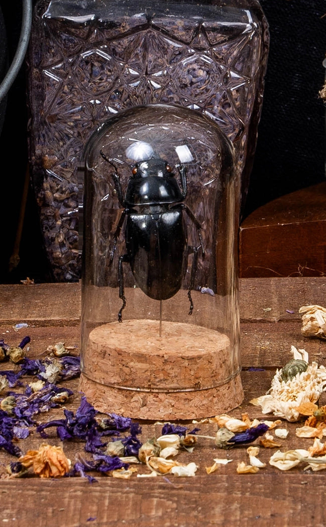 Taxidermy Large Beetles in Glass Display Dome