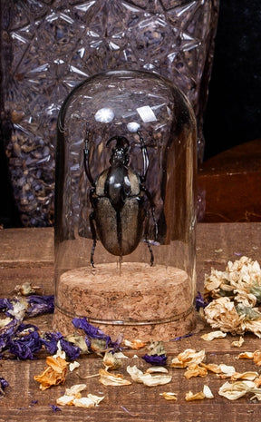 Taxidermy Large Beetles in Glass Display Dome