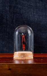 Taxidermy Macrocheraia grandis Beetle in Glass Dome