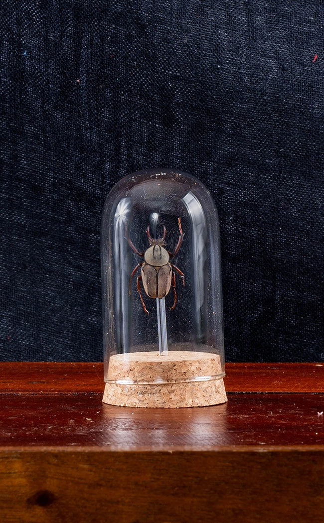 Taxidermy Stag Horned Beetle in Glass Dome