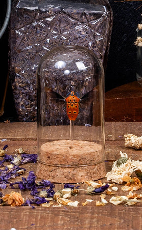 Taxidermy Stink Bug in Glass Display Dome