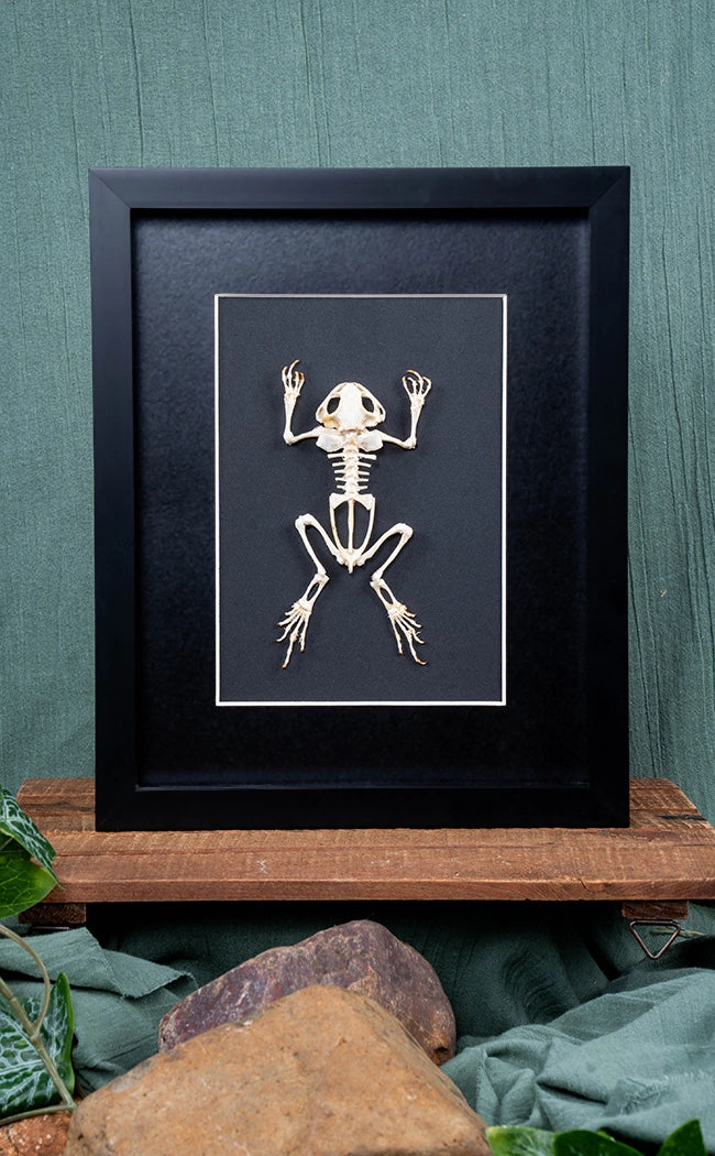 Toad Skeleton In Shadow Box Frame