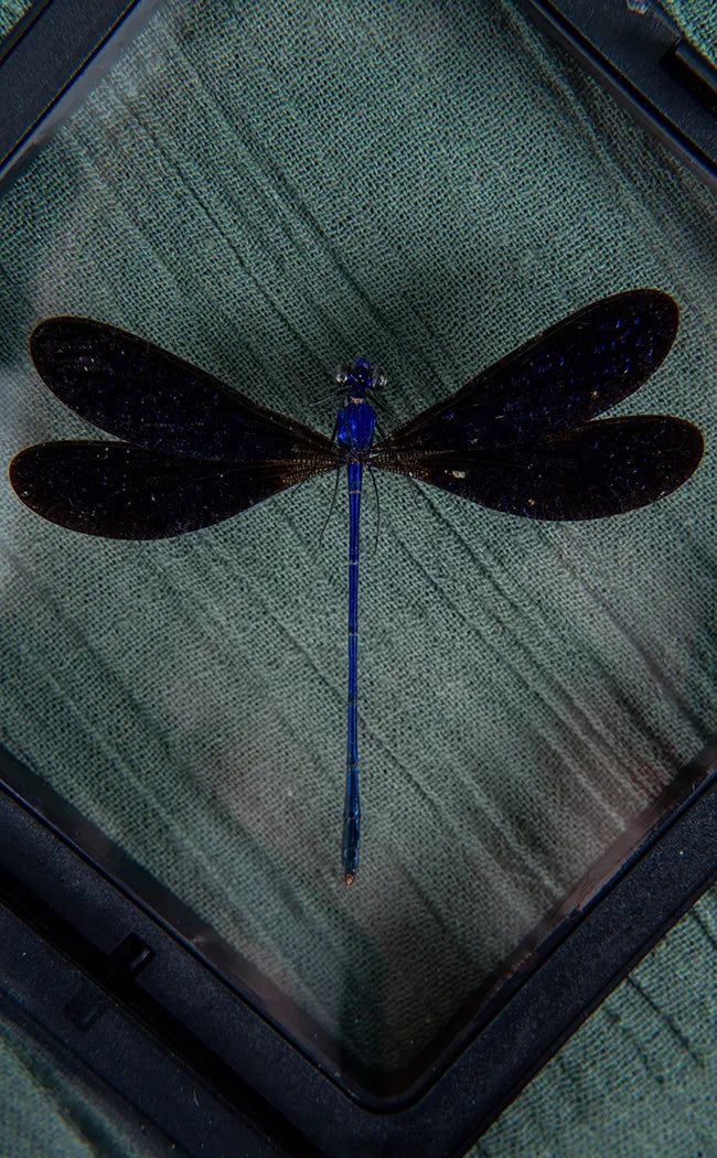 Velvety Blue Male DragonFly in Display Case | Vestalis luctuosa