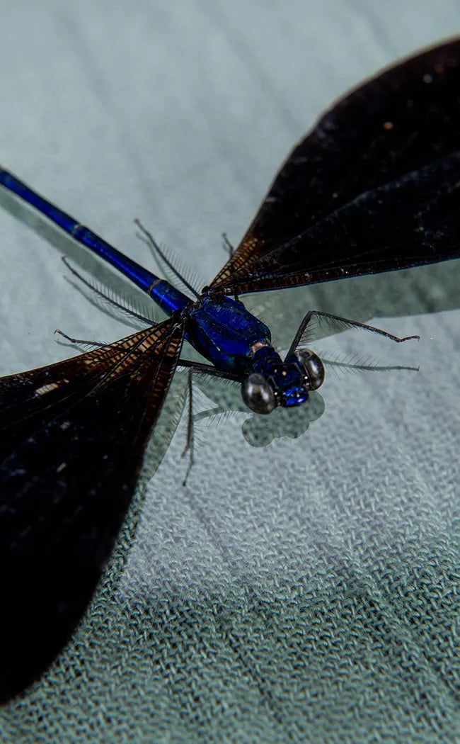 Velvety Blue Male DragonFly in Display Case | Vestalis luctuosa