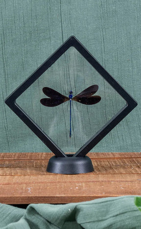 Velvety Blue Male DragonFly in Display Case | Vestalis luctuosa