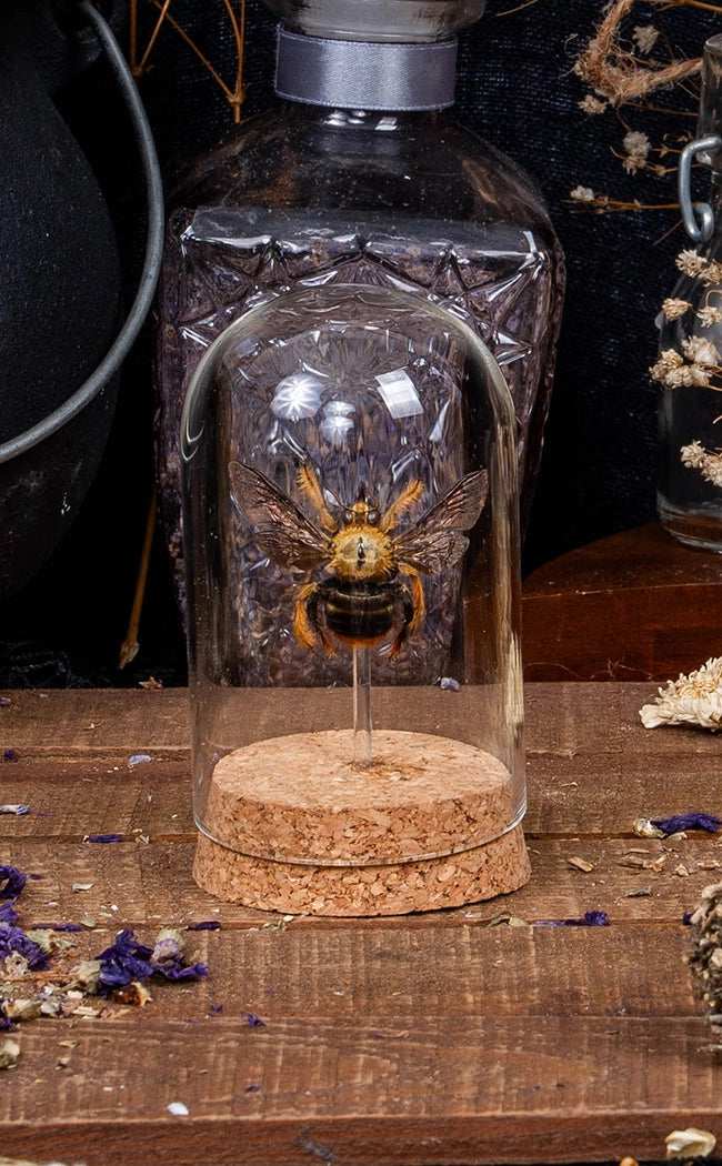 Yellow Carpenter Bee in Glass Dome