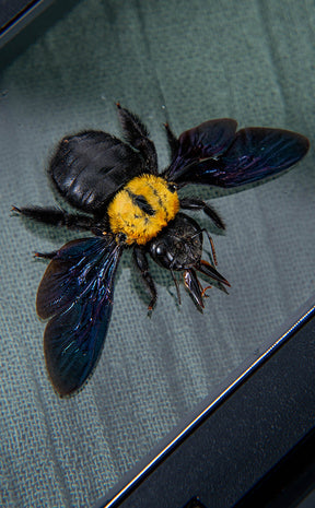 Yellow Spot Carpenter Bee in Glass Dome