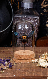 Yellow Spot Carpenter Bee in Glass Dome