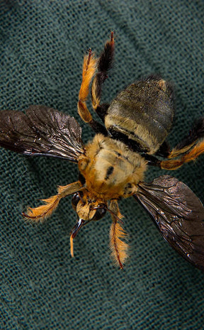 Yellow Spot Carpenter Bee Male & Female Display