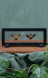 Yellow Spot Carpenter Bee Male & Female Display